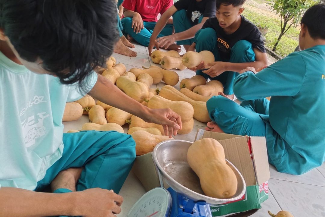 Hasil Panen Labu