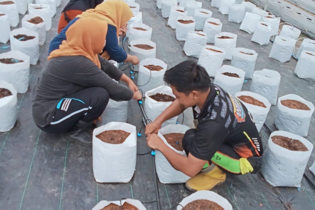 Praktek Kerja Lapangan