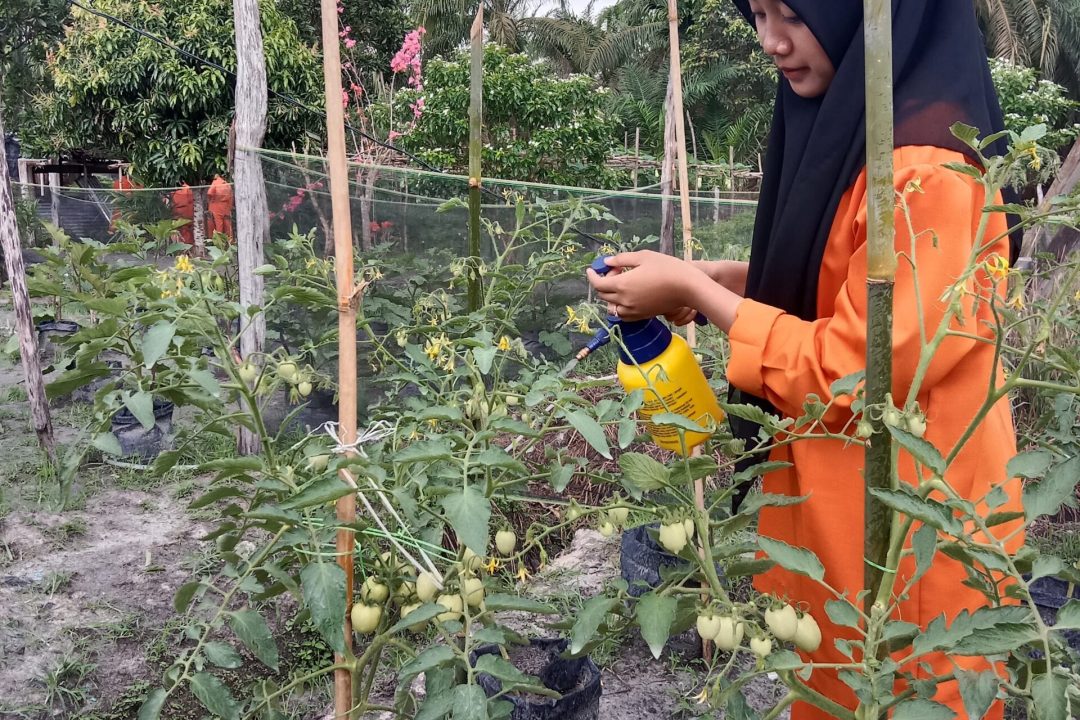 Praktek Impementasi PKL